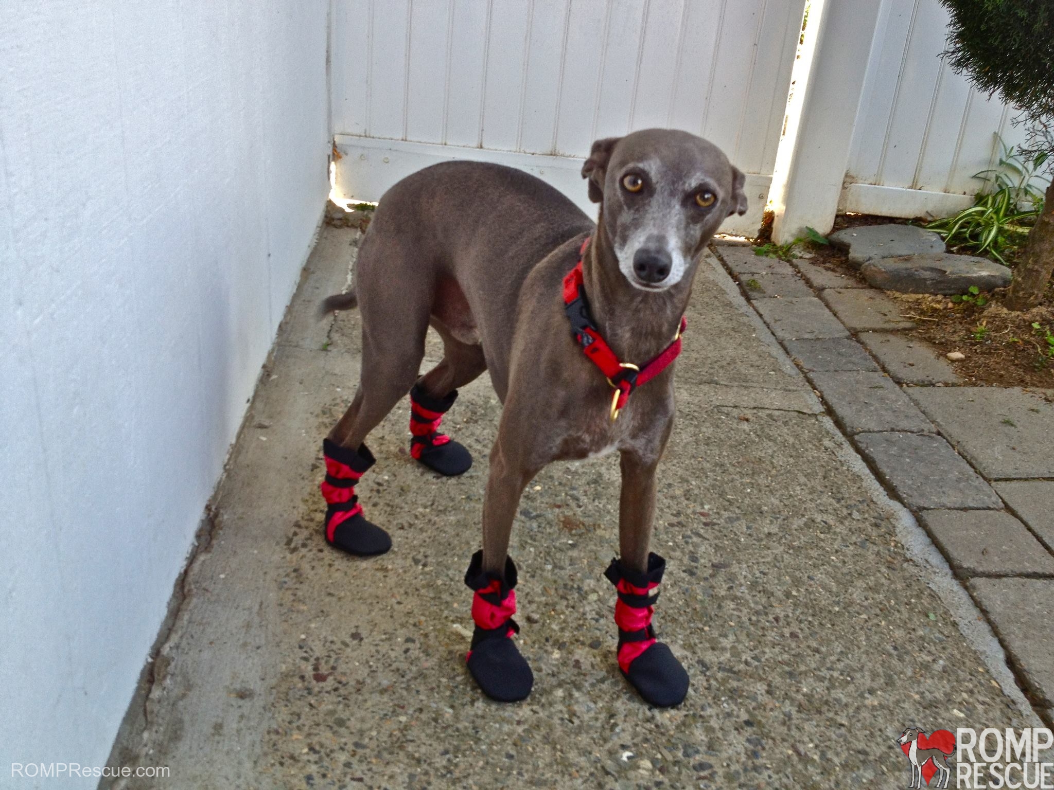 Italian Greyhound boots, custom dog boots, italian greyhound custom ...