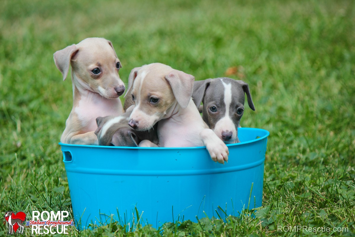 greyhound rescue puppies
