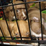 Pitbull puppies rescued