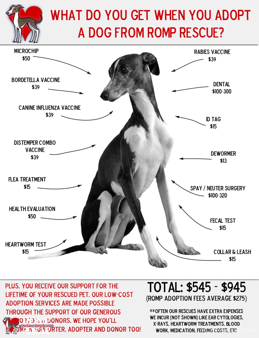 rescue adoption costs, romp rescue, chicago, italian greyhound, adoption, what goes into, dog, adoption, rescue, shelter, costs
