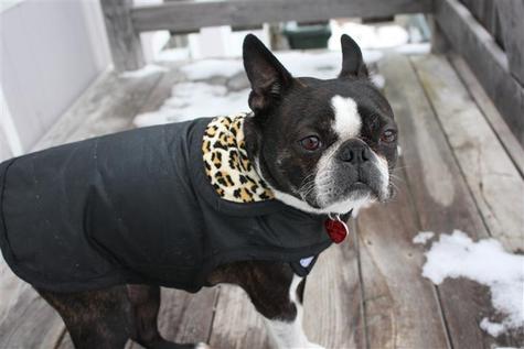 DIY Dog coat, diy dog clothes
