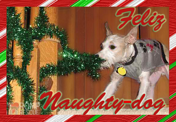 Funny dog christmas card cards doggy holiday feliz navidad, bad dog holiday card, feliz naughty dog, funny pet cards, pet cards, pet holiday cards, dog holiday cards, doggy holiday cards