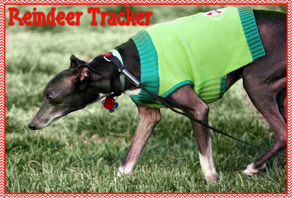 Funny holiday pet christmas cards, Reindeer tracker, dog sniffing