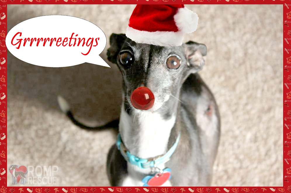 Greetings pet holiday card, funny pet card, funny pet cards