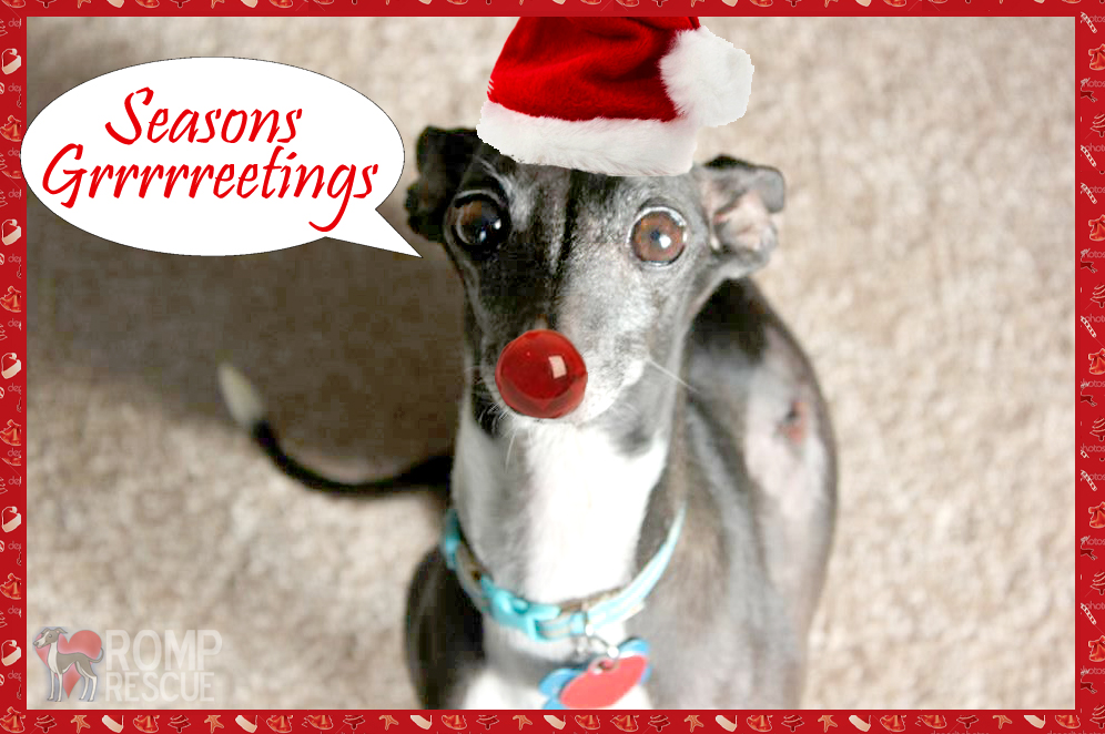 Seasons Greetings, funny pet cards, funny italian greyhound, cute italian greyhound, italian greyhound christmas, christmas italian greyhound