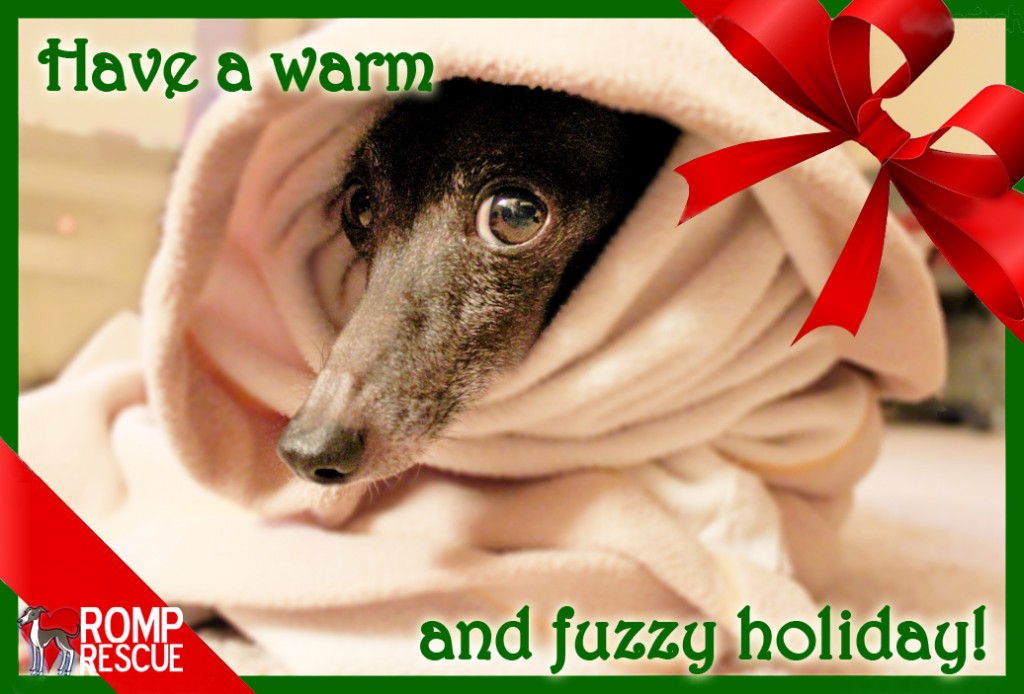 pet holiday card saying, christmas italian greyhound, italian greyhound, italian greyhound, holiday italian greyhound, pet card, pet holiday card