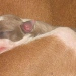 Newborn Italian Greyhounds