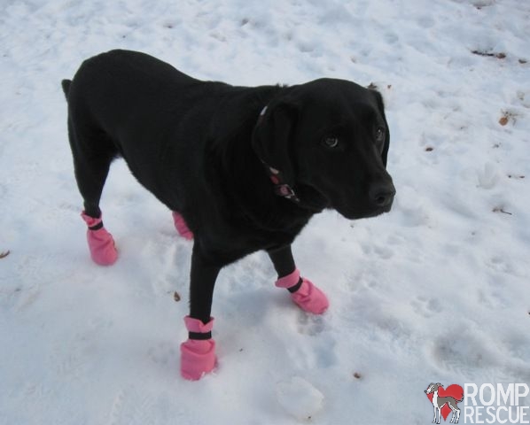 DIY Dog boots, do it yourself dog boots, make dog boots