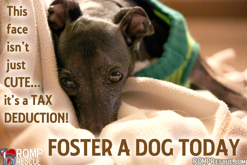 Foster a dog tax deduction, Foster Dog Tax Deductions