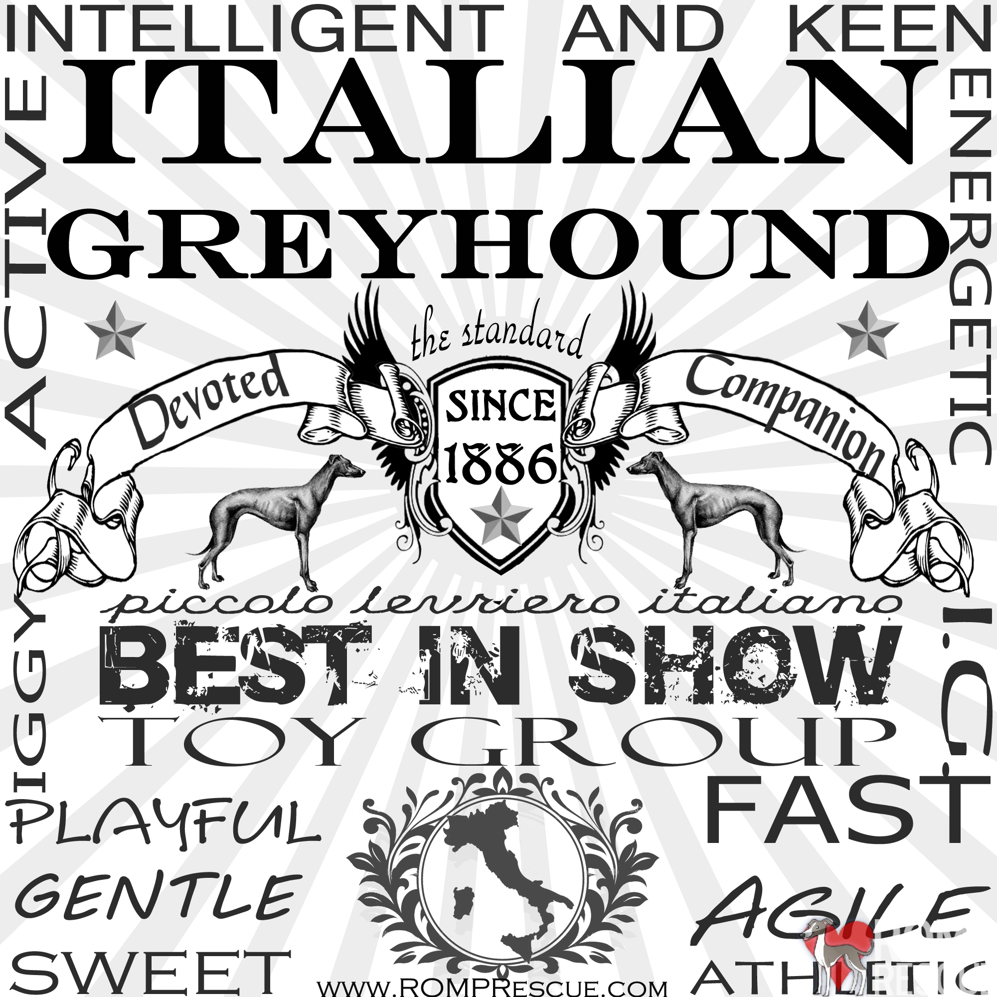 Italian Greyhound since 1886, IG shirt, Iggy shirt, italian greyhound shirt