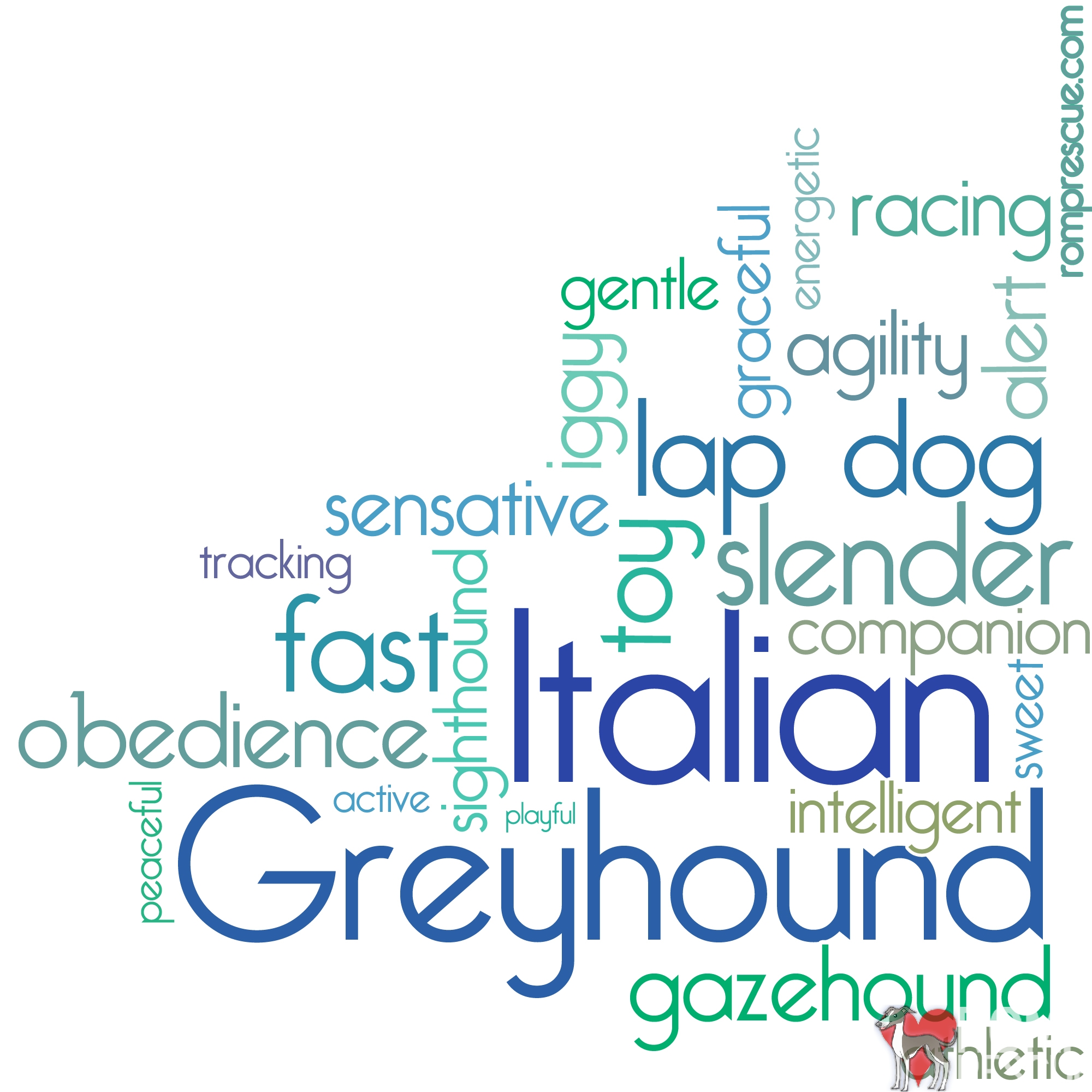 Italian Greyhound Ear Language TShirt, Italian Greyhound, IG, Iggy, IG shirt, Italian Greyhound shirt