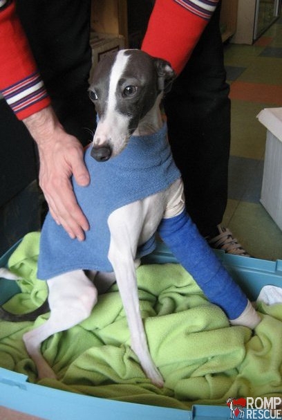 italian greyhound broken leg