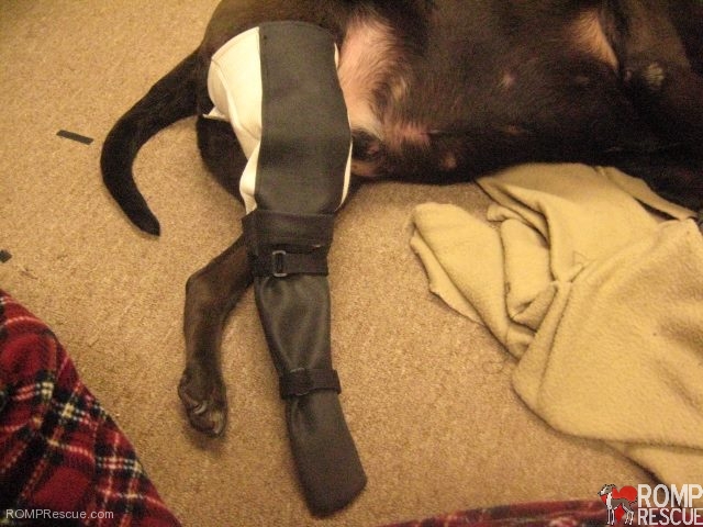 custom dog boot, dog dragging foot, foot protector, paralyzed dog
