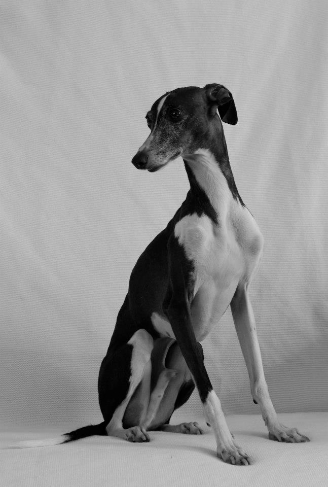 italian greyhound chicago, Chicago italian greyhound, italian greyhound rescue