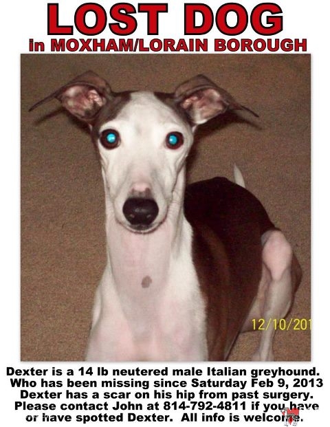 Lost Italian Greyhound, found italian greyhound, pa, Pennsylvania