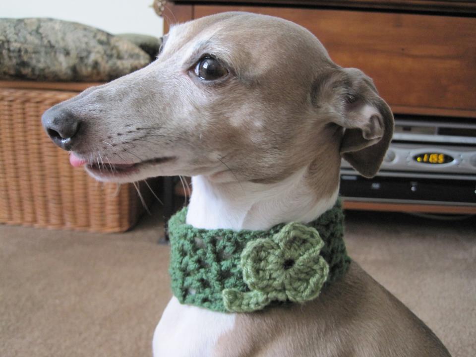 doggy diva boutique, italian greyhound hat, funny, cute, knit, crochet
