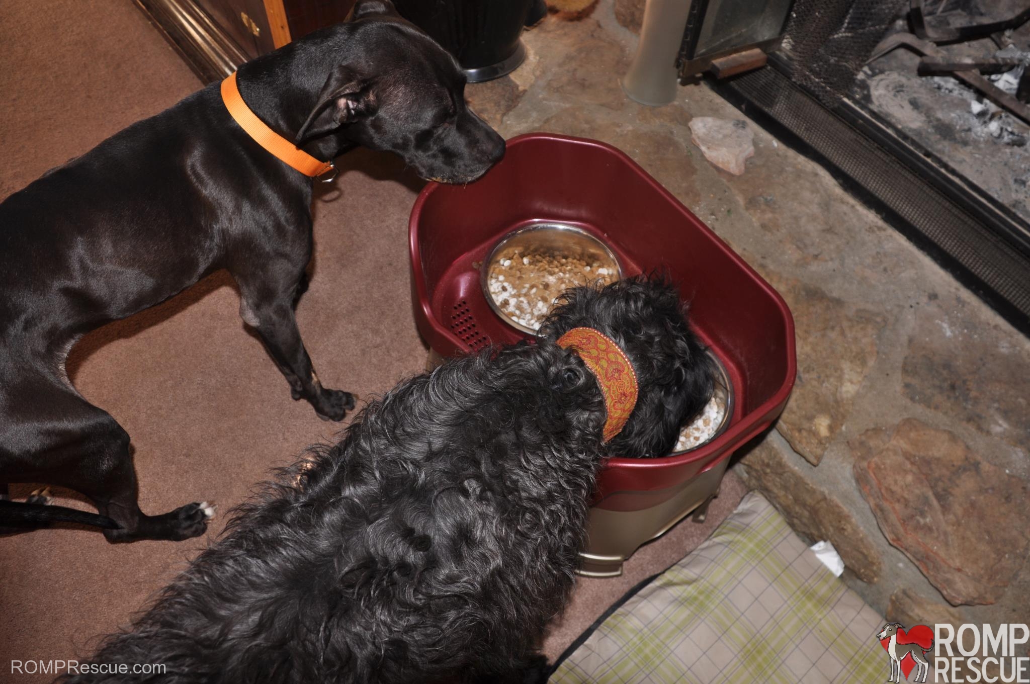 dog approved, neater feeder, neat feed, dog bowl ideal