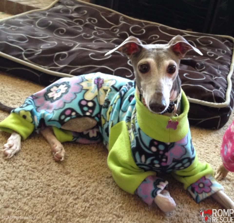 Italian Greyhound Pajamas