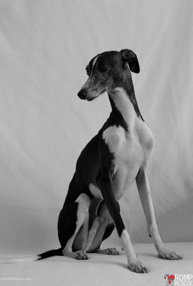Chicago Italian Greyhound , adoptable italian greyhound, italian greyhound, iggy, ig, ig rescue, italian greyhound rescue, adoptable italian greyhound