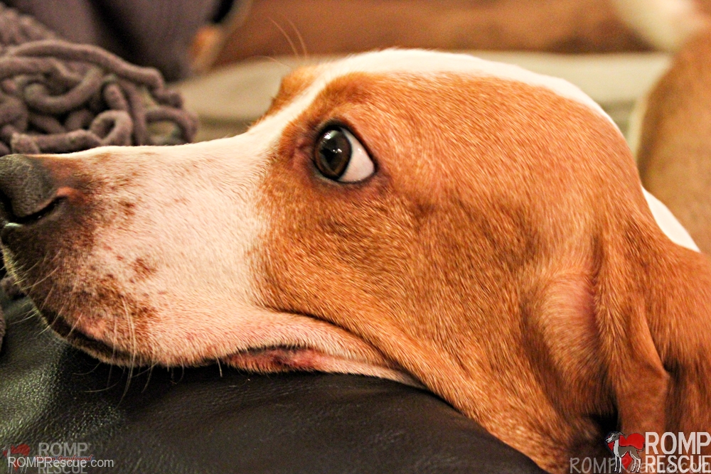 Fancy, basset hound, bassethound rescue, basset hound for adoption, chicago, illinois