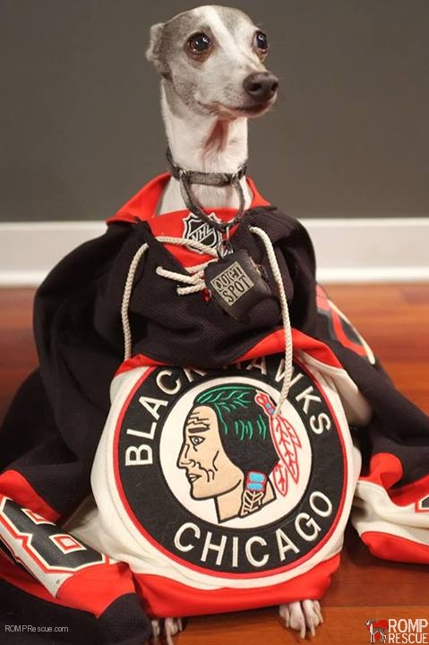 blackhawks dogs, chicago, italian greyhound, iggy, ig, hockey, nhl, stanley cup