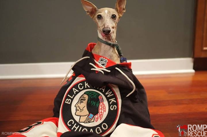 jersey, blackhawks dogs, chicago, italian greyhound, iggy, ig, hockey, nhl, stanley cup, chicago blackhawks dogs