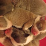 Italian greyhound puppies, chicago, chicago italian greyhound, chicago italian greyhound adoption, chicago italian greyhound rescue, chicago italian greyhound puppies