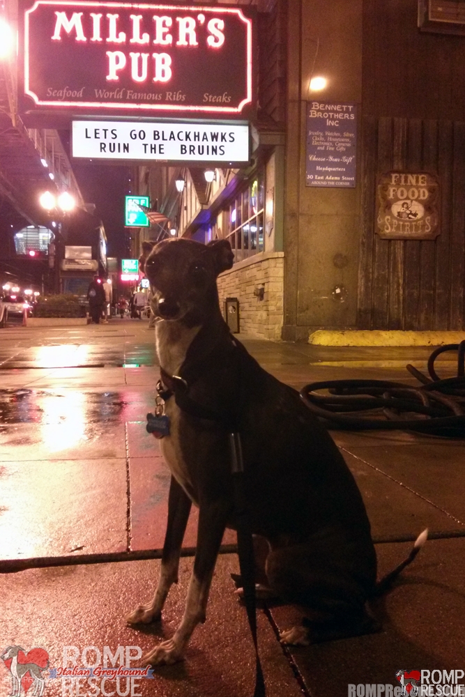 blackhawks dogs, chicago, italian greyhound, iggy, ig, hockey, nhl, stanley cup, millers pup, millers, miller, wabash