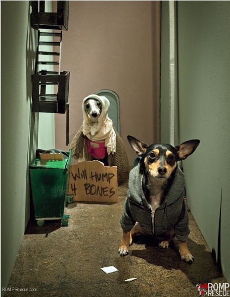 Bryan Derballa, vice, italian greyhound, magazine, editorial, fashion, dog, dogs