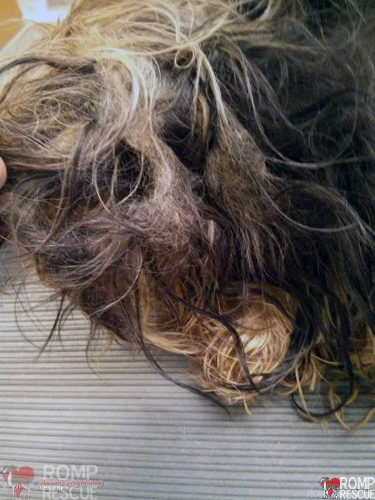 matted yorkie, Rescued Yorkie Puppies, yorkie puppy, yorkie hair mat