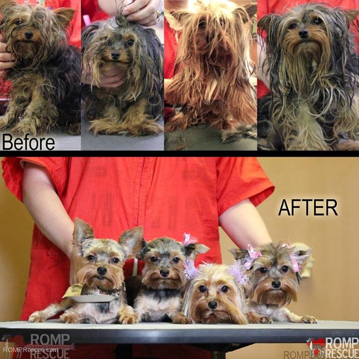 rescued Chicago Yorkie puppies, Chicago yorkie puppies rescued, chicago yorkie rescue, chicago yorkie puppies, yorkie puppies, chicago yorkie rescue, chicago, yorkie groomer, indiana groomer, love my pet, indiana love my pet, 