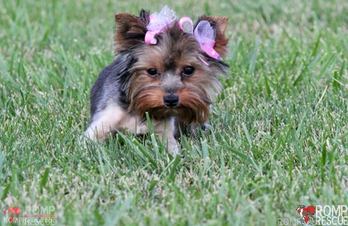 chicago yorkie rescue, yorkie rescue, yorkshire terrier, puppy, pup, baby, small teacup, tea cup yorkie, teacup yorkie, female, young, chicago, romp rescue, rescue, adopt, adoption, schaumburg, barrington, shelter, adoptable, available