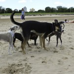 Chicago Dog Beach Play Date, Montrose Dog Beach