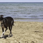 Chicago dog beach, montrose dog beach, chicago dog play date, chicago dog meetup, italian greyhounds, itlalian greyhound rescue, ROMP Rescue, Italian greyhound beach, beach italian greyhound