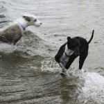 Chicago dog beach, montrose dog beach, chicago dog play date, chicago dog meetup, italian greyhounds, itlalian greyhound rescue, ROMP Rescue, Italian greyhound beach, beach italian greyhound