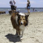 Chicago dog beach, montrose dog beach, chicago dog play date, chicago dog meetup, italian greyhounds, itlalian greyhound rescue, ROMP Rescue