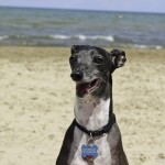 Chicago dog beach, montrose dog beach, chicago dog play date, chicago dog meetup, italian greyhounds, itlalian greyhound rescue, ROMP Rescue