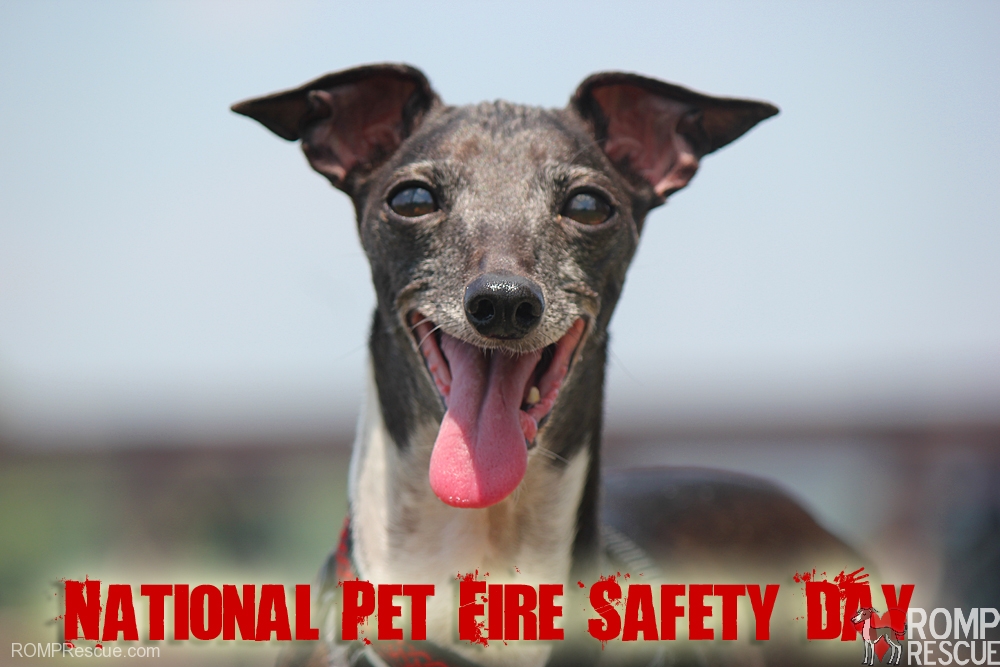 national pet fire safety day, fire, italian greyhound, safety, tips, what to do, you should know, family, prepare, preparedness, prep, stats, dog causes fire, dogs cause fire