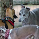 Italian Greyhound, chicago italian greyhound, italian greyhound meetup, italian greyhound play date, italian greyhound playdate, free, wood dale, schaumburg, tinley, dog park,