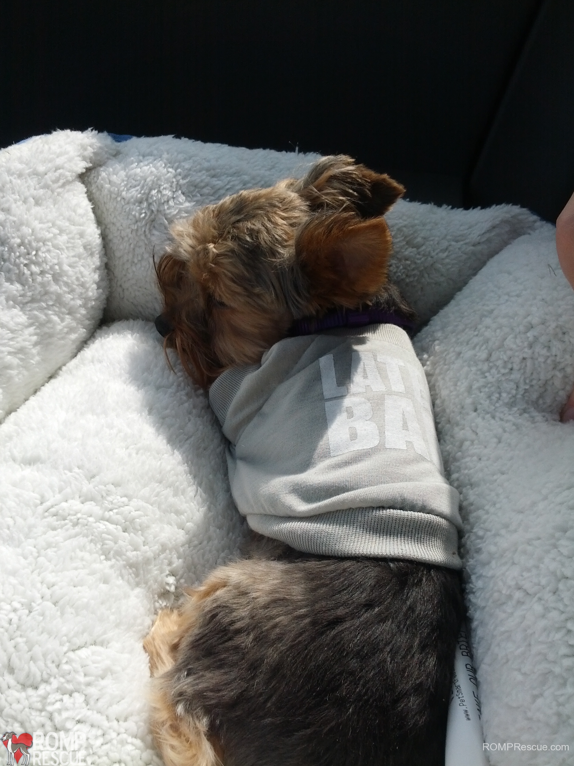 Chicago Yorkie Rescue, Chicago teacup yorkies, teacup yorkies, chicago, yorkie, yorkies, teacup, tea cup, puppy, puppies, rescue, adopt, available, shelter
