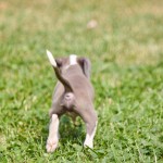 Chicago Italian greyhound puppies, italian greyhound puppies, italian greyhound puppy, italian greyhound puppy chicago, chicago italian greyhound puppy, chicago, illinois, rescue, adoption, shelter, breeder, young, available, il, iggies, ig puppies, italian greyhounds, italian greyhound, baby, babies, small, tiny, fawn, blue, romp rescue