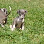 Chicago Italian greyhound puppies, italian greyhound puppies, italian greyhound puppy, italian greyhound puppy chicago, chicago italian greyhound puppy, chicago, illinois, rescue, adoption, shelter, breeder, young, available, il, iggies, ig puppies, italian greyhounds, italian greyhound, baby, babies, small, tiny, fawn, blue, romp rescue