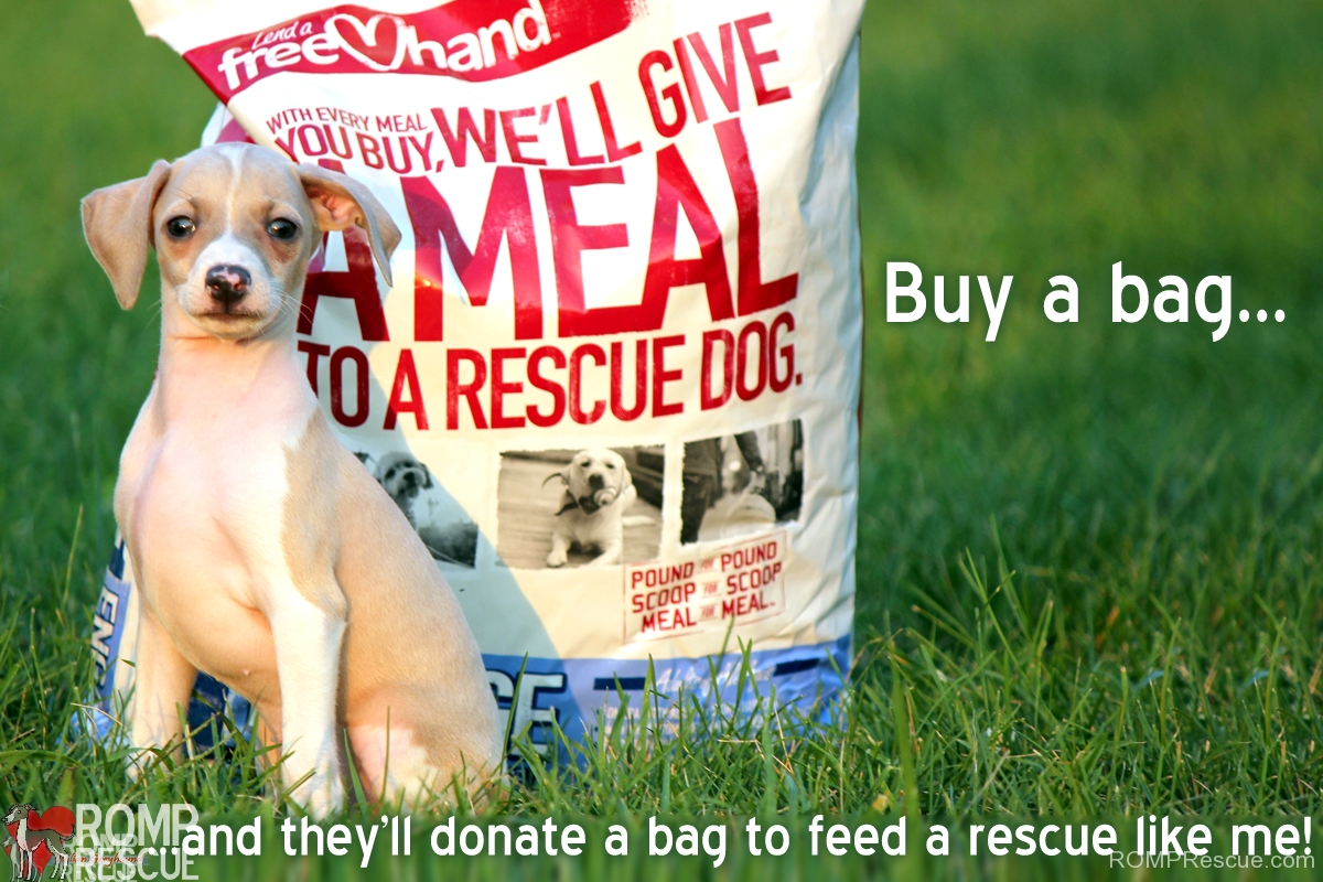 dog for dog, lend a hand, dog food donation, chicago, illinois, italian greyhound, italian greyhound, rescue, romp rescue, free, puppies, puppy, cute, funny