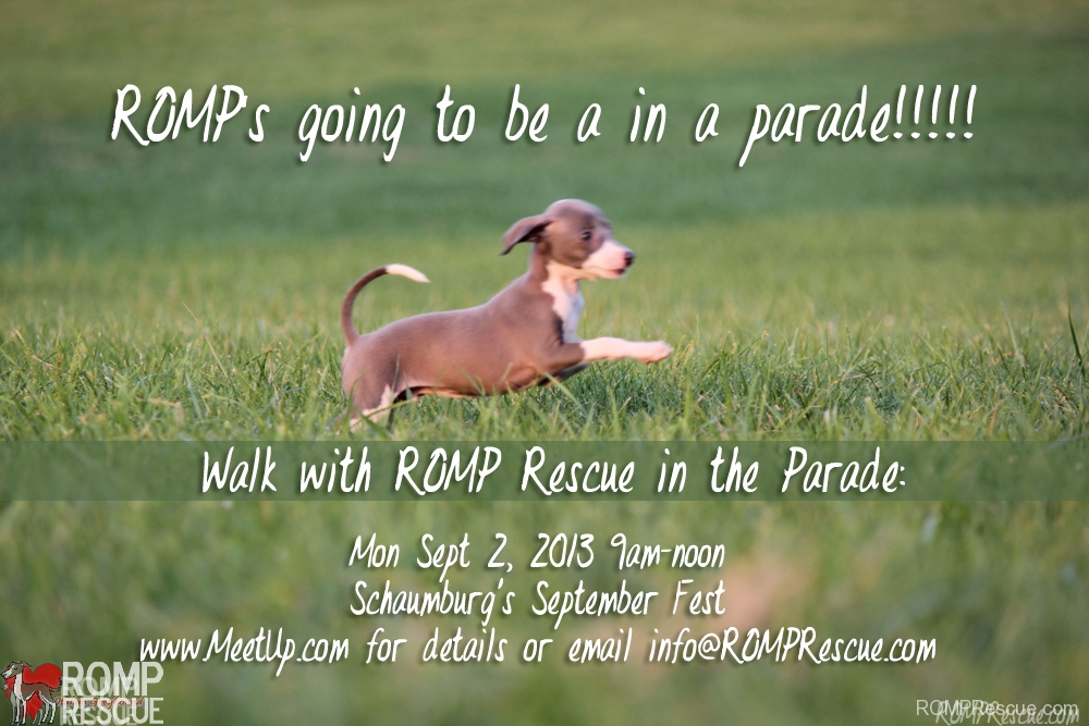Walk with our Rescue in a Parade, rescue, dog, dogs, parade, schaumburg, illinois, shelter, italian greyhound parade, italian greyhounds parade, septemberfest, labor day, sept 2, september 2