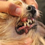 bad dog teeth, infected dog teeth, dog teeth, dog loosing teeth