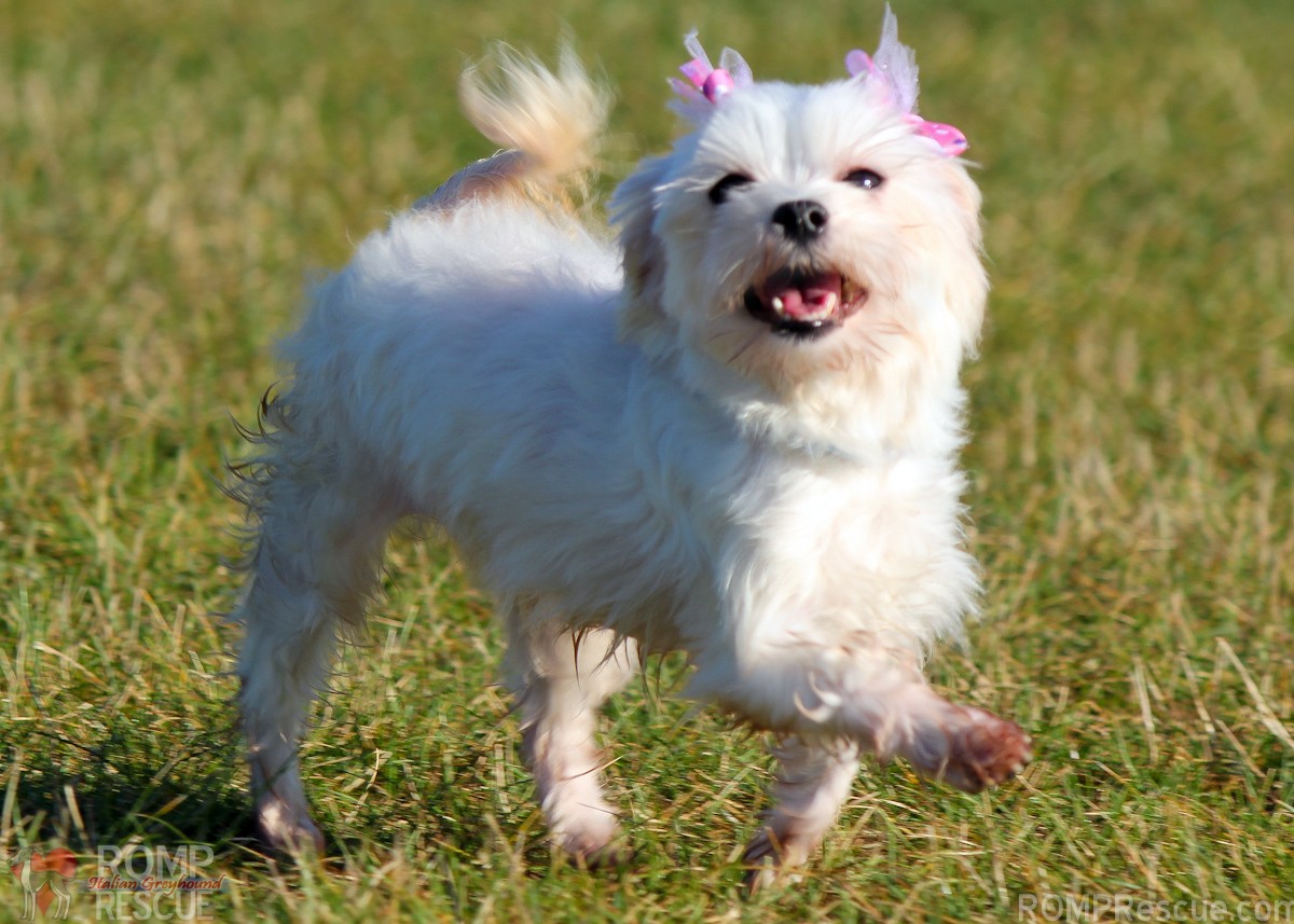 Want to Adopt a Maltese in Chicago, chicago maltese rescue, adopt a maltese, shelter, maltese, chicago, rescue, adoption, rescued, find, pet, dog, dogs, pets, white, adult, female