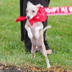 schaumburg september fest parade dogs, dogs, dog, rescue, shelter, adopt, adoption, dog adoption, italian greyhound, italian greyhounds, puppies