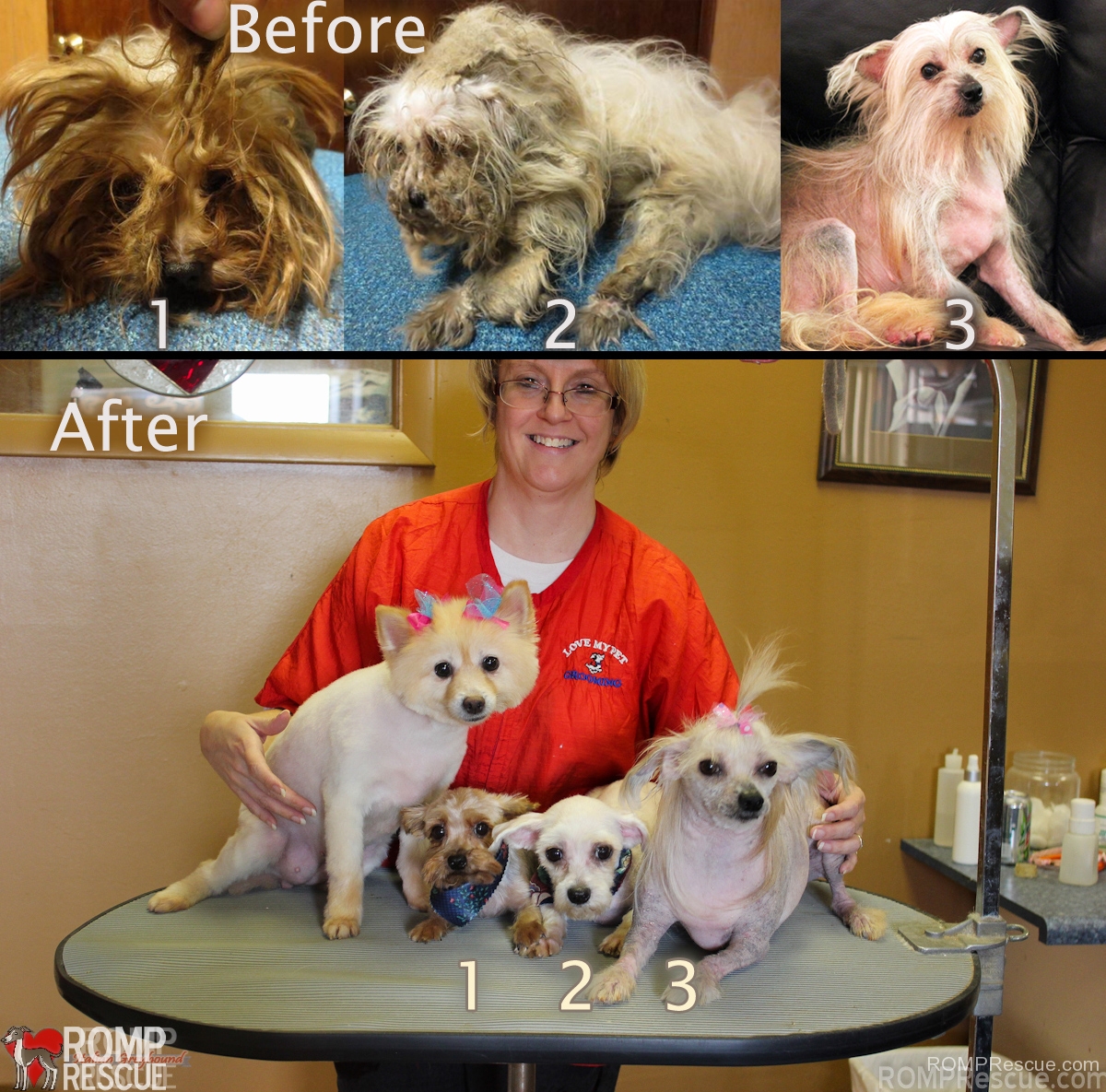 rescue, before after, before and after, dog rescue, dog, dogs, rescue, rescue, shelter, shelters, volunteer, groomer, miracle, cleaned up, maltese, yorkie, matted, badly matted, help