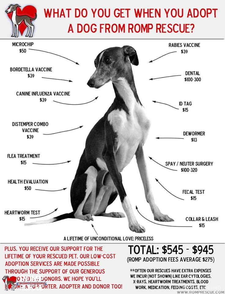 cost of dog, dog cost, vet costs, rescue vet cost, rescue vet costs, cost to vet a rescue, italian greyhound, chicago, illinois