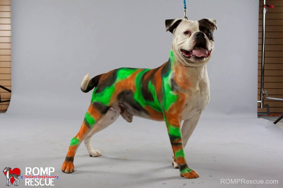 pet paint, dog paint, halloween costume